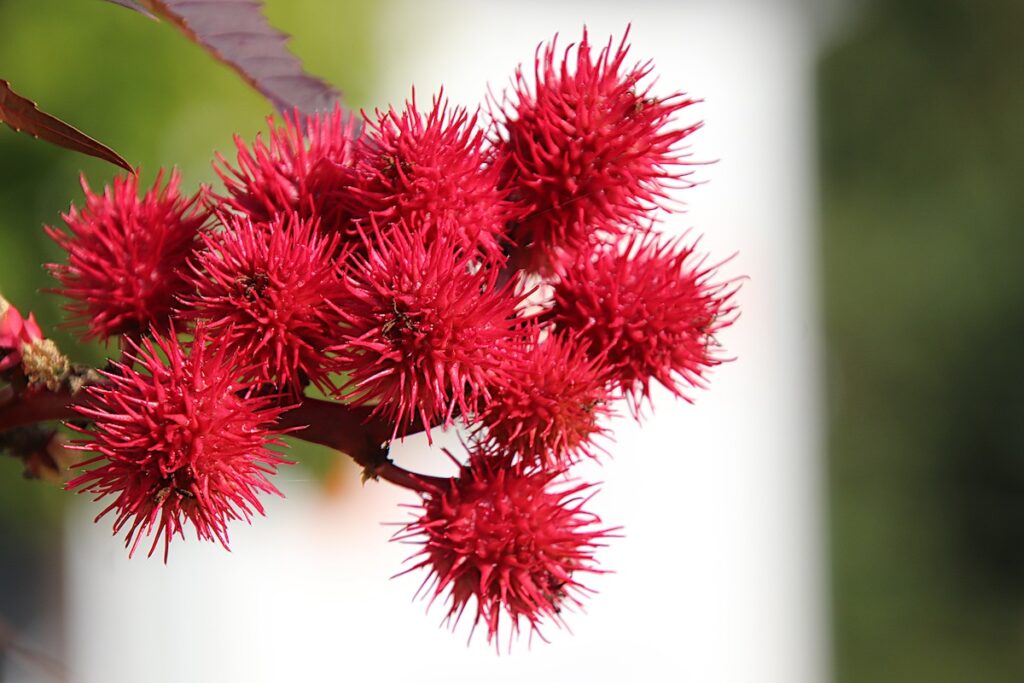 Castor oil: a magic oil for hair growth?